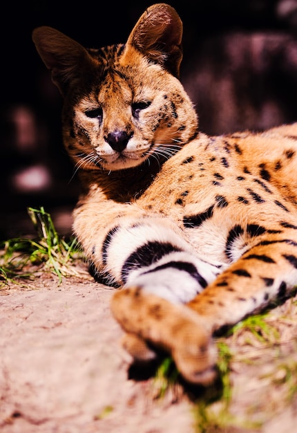 Foto hermoso gato serval