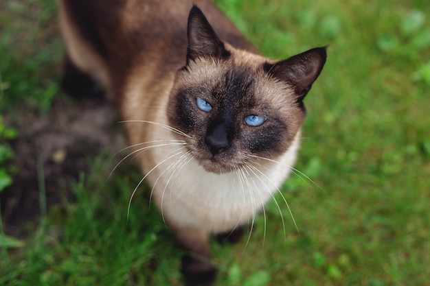 Hermoso gato siamés en la hierba