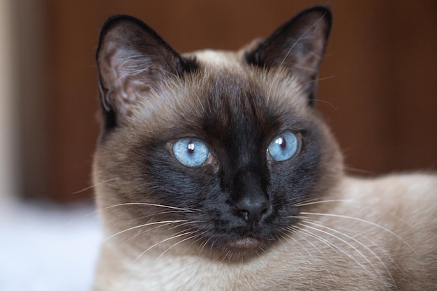 Hermoso gato siamés con ojos azules Mascota de pura raza en casa