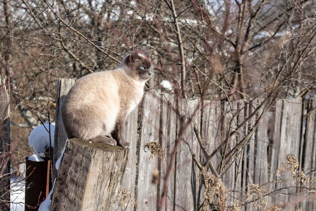 Un hermoso gato siamés se sienta en un poste de madera torcido y al sol