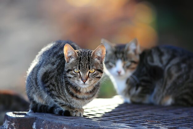 hermoso gato siberiano gris