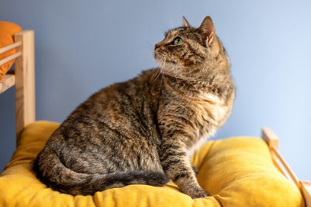 Un hermoso gato se sienta en una almohada amarilla y mira hacia otro lado.