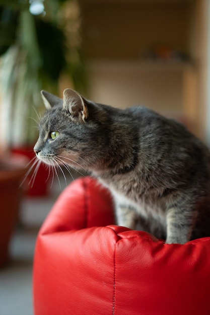 Un hermoso gato se sienta en su asiento blando