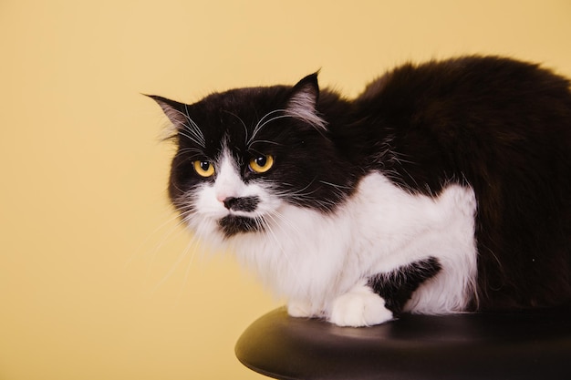 Hermoso gato sobre fondo amarillo