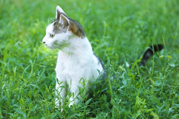 Hermoso gato sobre hierba verde en el parque