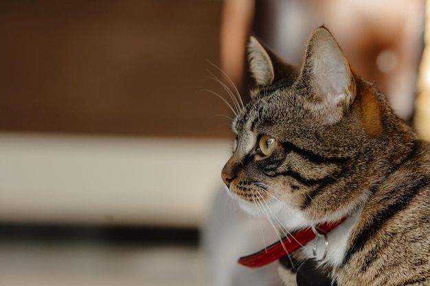 el hermoso gato en el sofá