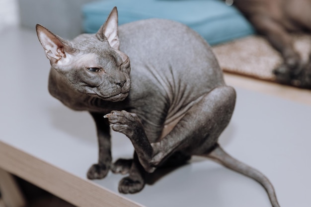 Hermoso gato sphynx gris sin pelo en casa