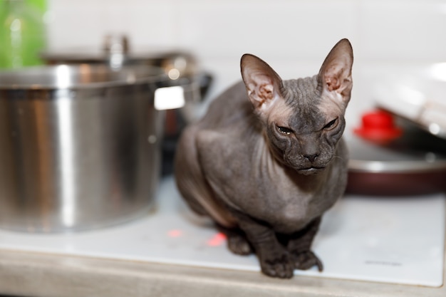 Hermoso gato sphynx gris sin pelo en casa