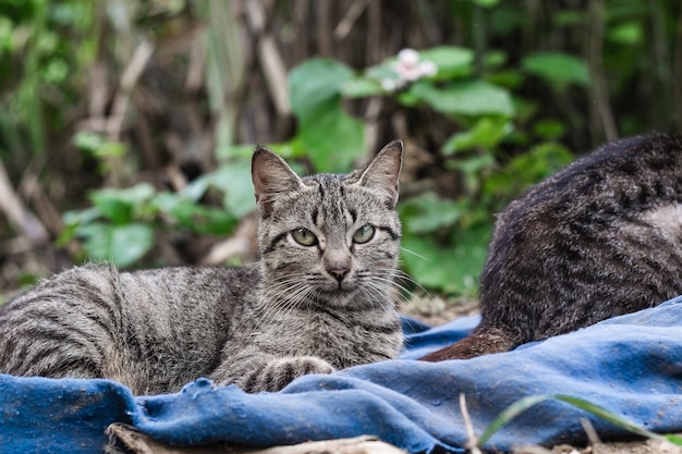 Hermoso gato con su pelaje gris y ojos verdes sobre una manta azul descansando mientras mira