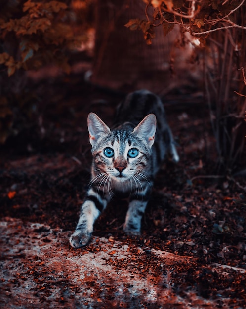 hermoso gato en el suelo