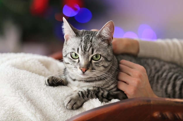 Hermoso gato en la superficie del árbol de Navidad