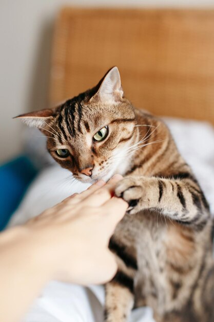 hermoso gato tabby mascota olfateando la palma de la mano humana amistad de humano y gato
