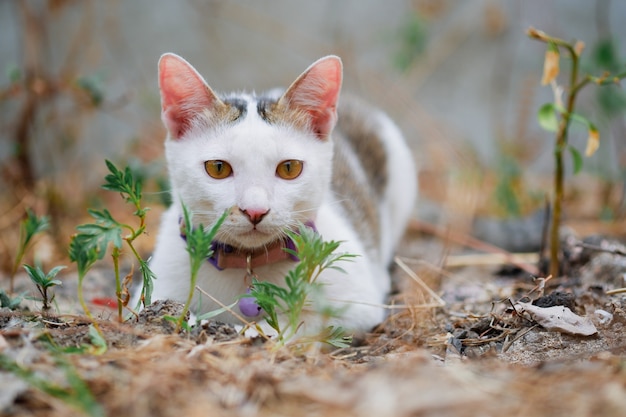 Un hermoso gato tailandés tirado en el suelo solo mirando al frente con un fondo natural