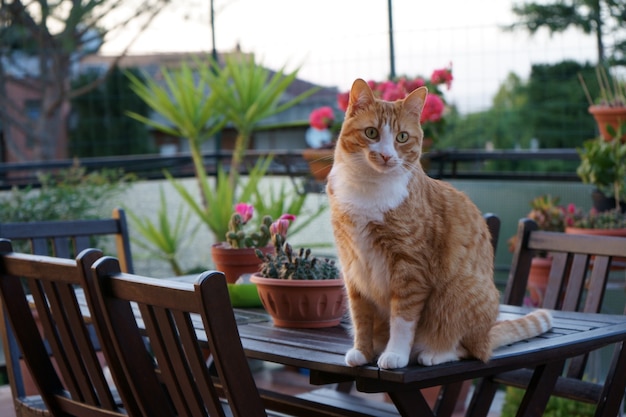 Hermoso gato en la terraza