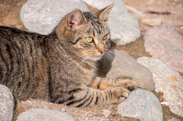 Foto hermoso gato tomando el sol.