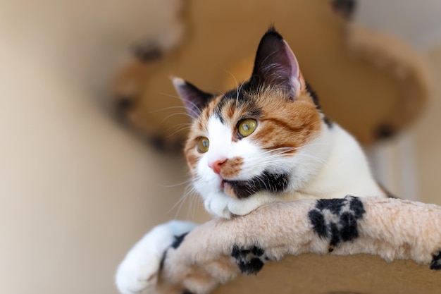 Un hermoso gato tricolor doméstico con ojos amarillos ámbar se sienta en un marco de escalada para gatos en el interior y mira hacia otro lado.