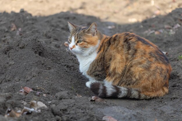 Un hermoso gato tricolor en el jardín.