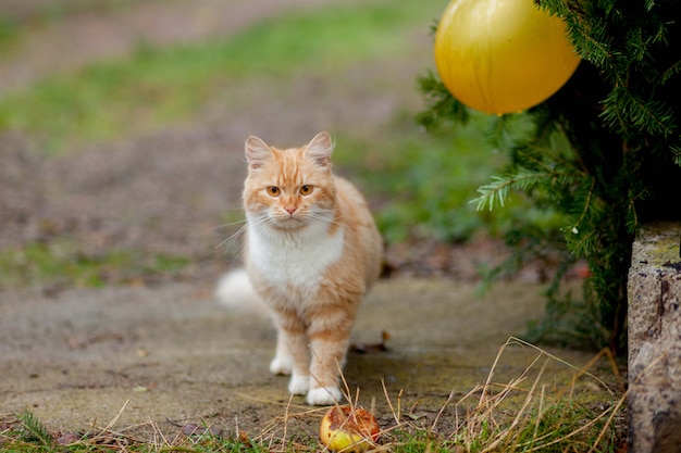 Hermoso gato viene al aire libre en la naturaleza