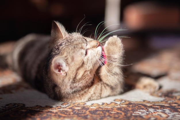 Un hermoso gato yace en la alfombra y se lava con los rayos del sol.