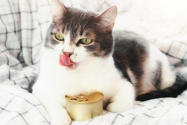 Un hermoso gato yace con una lata de comida en la manta y se lame los labios Anuncios de comida para gatos con espacio de copia Mockup