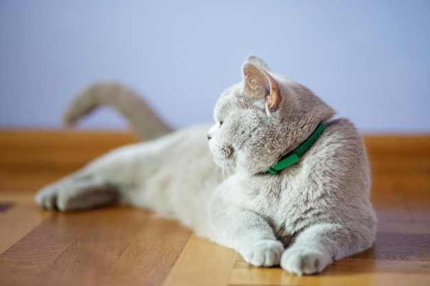 Foto un hermoso gato yace en el suelo el concepto de mascotas