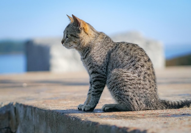 hermoso gato