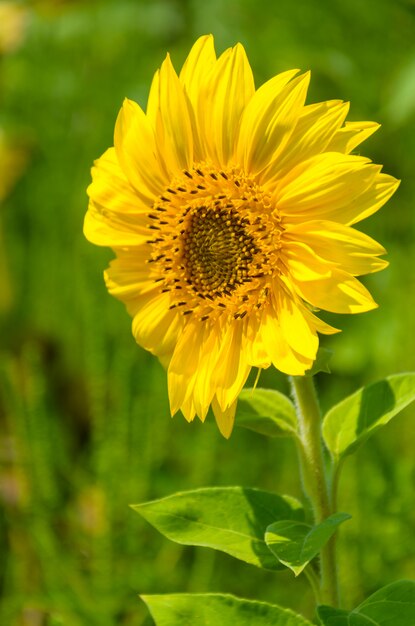 Hermoso girasol amarillo brillante