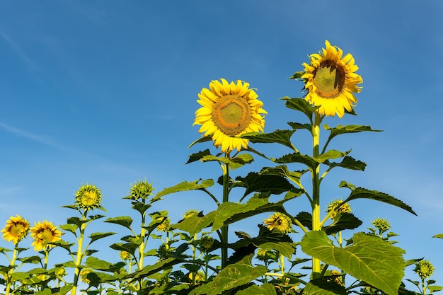 Hermoso girasol amarillo en el campo contra el cielo azul