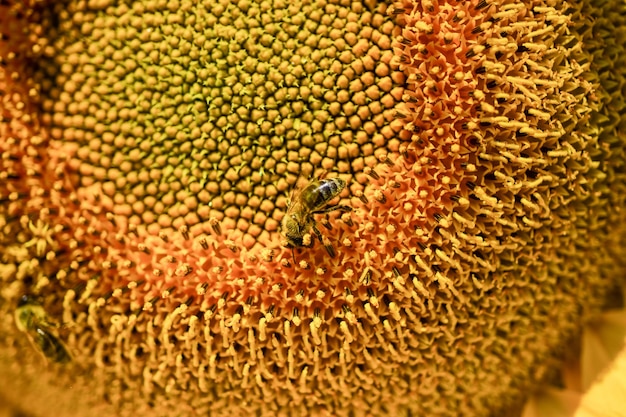 Hermoso girasol amarillo con insectos de cerca, vida salvaje.