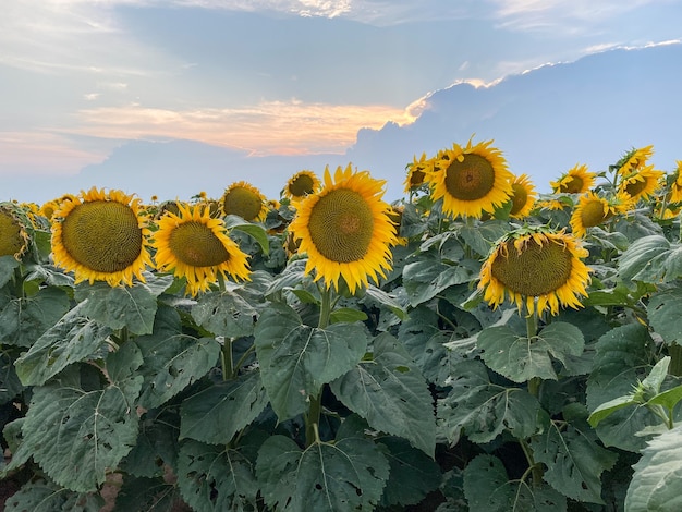 Hermoso girasol amarillo en un primer plano de campo de girasol