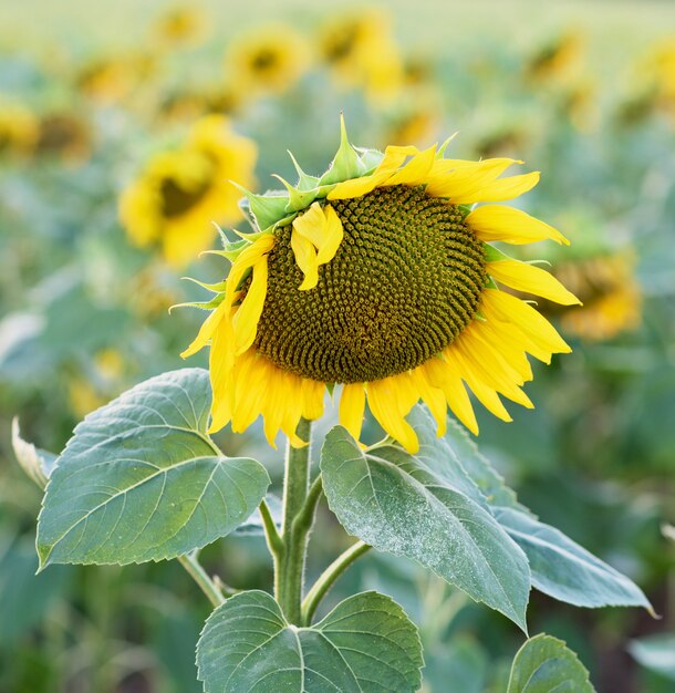 Un hermoso girasol amarillo