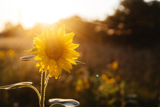 Hermoso girasol en la cálida luz del atardecer en la pradera de verano Tranquilo campo Atmosférico