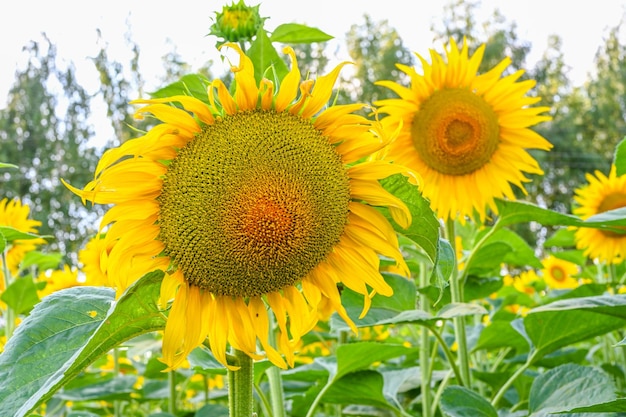 hermoso girasol en el campo de girasoles en verano con el cielo azul en Europa