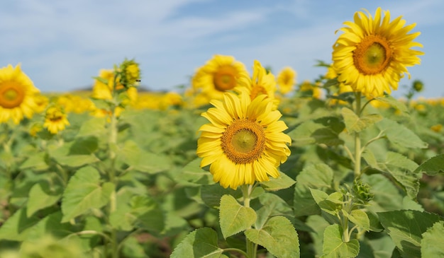 Hermoso girasol en un campo a la hora de la mañana