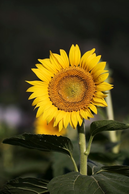 hermoso girasol en el campo