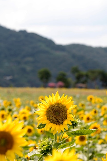 hermoso girasol en el campo