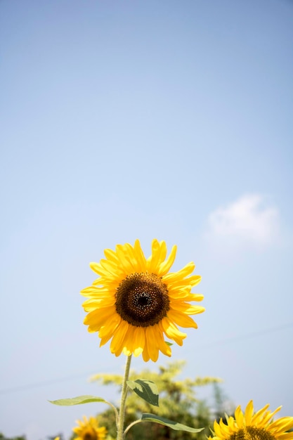 hermoso girasol en el campo