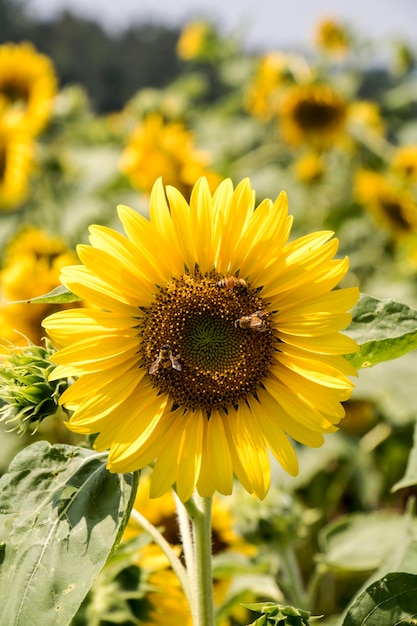 hermoso girasol en el campo