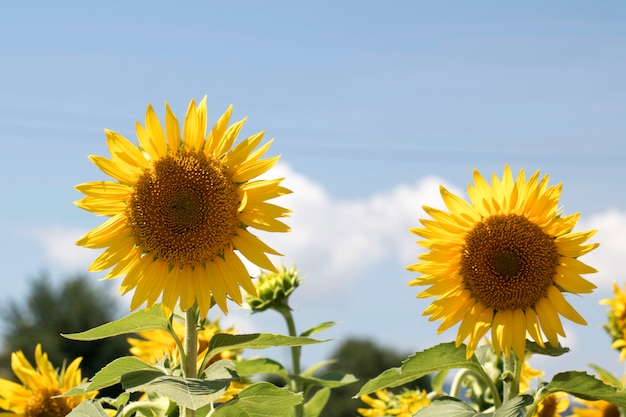 Hermoso girasol en el campo