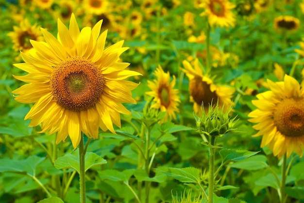 Hermoso girasol en un campo