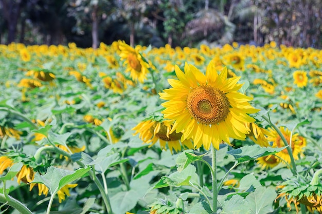 Hermoso girasol en campo