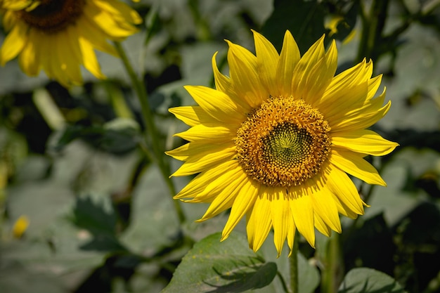 Hermoso girasol en un día soleado con un fondo natural