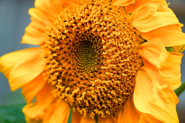 Hermoso girasol en un día soleado con un fondo naturalFoto de alta calidad