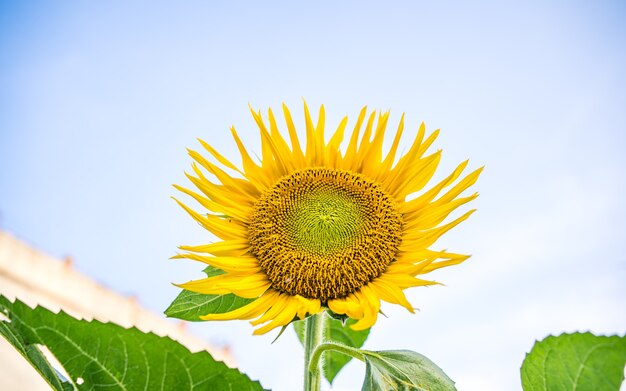 Hermoso girasol en flor en Katmandú, Nepal