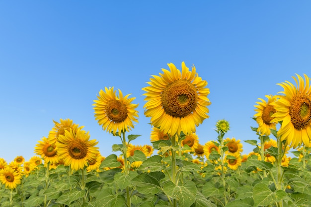 Hermoso girasol florece en el campo de girasol