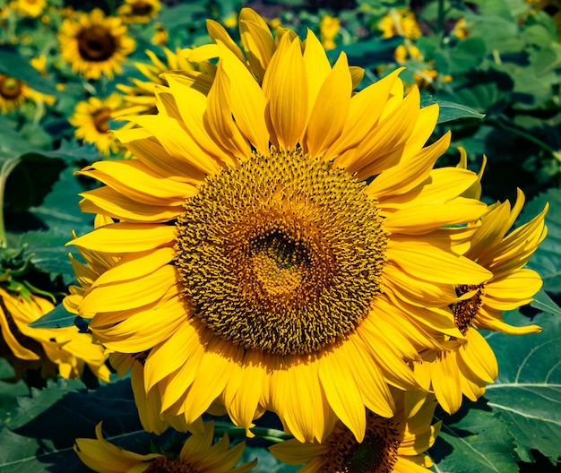 Hermoso girasol florece en el campo