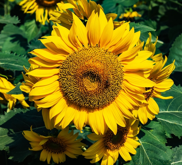 Hermoso girasol florece en el campo