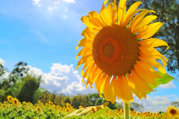 Hermoso girasol floreciendo con jardín de girasol