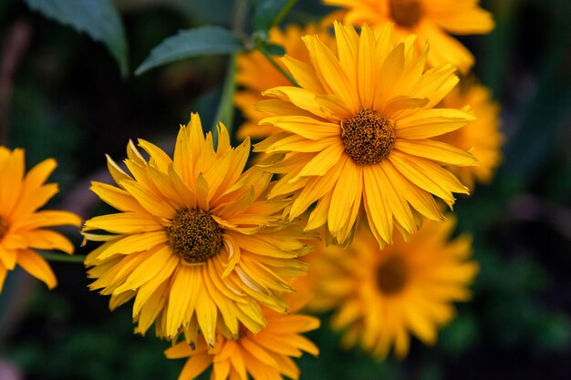 hermoso girasol fresco