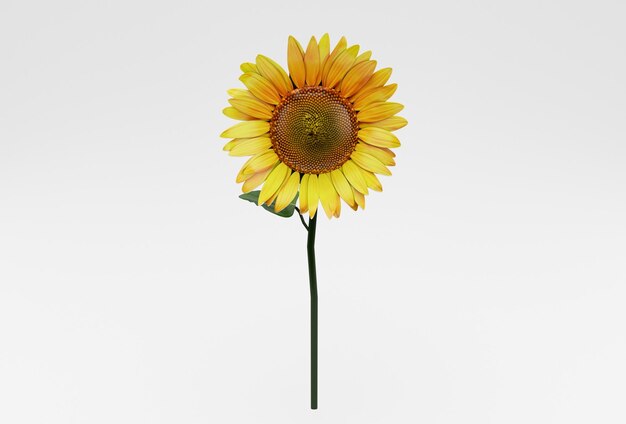 Hermoso girasol ilustración 3d representación mínima sobre fondo blanco